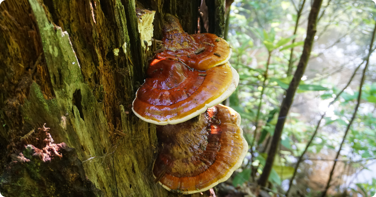 Reishi